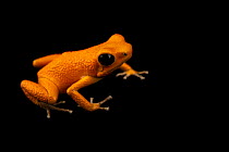 Strawberry poison frog (Oophaga pumilio) 'Punta Vieja' morph, portrait, Josh's Frogs. Captive, occurs in Central America.