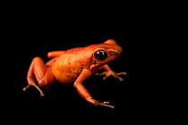 Strawberry poison frog (Oophaga pumilio) 'Puerto Viejo' morph, portrait, Josh's Frogs. Captive, occurs in Central America.