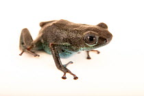 Strawberry poison frog (Oophaga pumilio) 'Loma Perdita' morph, portrait, Josh's Frogs. Captive, occurs in Central America.