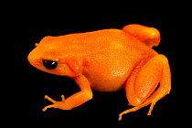 Golden mantella (Mantella aurantiaca) portrait, Josh's Frogs. Captive, occurs in Madagascar.