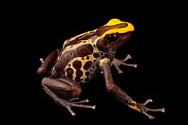Dyeing poison dart frog (Dendrobates tinctorius) 'Alalapadu Cobalt' morph, light colour phase, portrait, Josh's Frogs. Captive, occurs in South America.