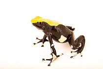Dyeing poison dart frog (Dendrobates tinctorius) 'Yellowback' morph, portrait, Josh's Frogs. Captive, occurs in South America.