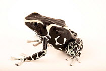 Dyeing poison dart frog (Dendrobates tinctorius)  'Vanessa' morph, portrait, Josh's Frogs. Captive, occurs in South America.