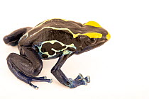 Dyeing poison dart frog (Dendrobates tinctorius)  'Robertus' morph, portrait, Josh's Frogs. Captive, occurs in South America.