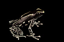 Dyeing poison dart frog (Dendrobates tinctorius)  'Powder Grey' morph, portrait, Josh's Frogs. Captive, occurs in South America.