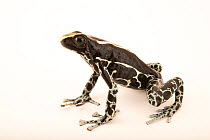 Dyeing poison dart frog (Dendrobates tinctorius)  'Powder Grey' morph, portrait, Josh's Frogs. Captive, occurs in South America.