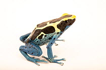 Dyeing poison dart frog (Dendrobates tinctorius) 'Patricia' morph, portrait, Josh's Frogs. Captive, occurs in South America.