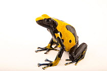 Dyeing poison dart frog (Dendrobates tinctorius)  'Nikita' morph, portrait, Josh's Frogs. Captive, occurs in South America.