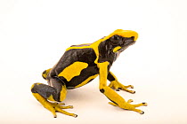 Dyeing poison dart frog (Dendrobates tinctorius) 'Giant Orange' morph, portrait, Josh's Frogs. Captive, occurs in South America.