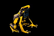 Dyeing poison dart frog (Dendrobates tinctorius) 'Giant Orange' morph, portrait, Josh's Frogs. Captive, occurs in South America.