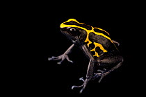 Dyeing poison dart frog (Dendrobates tinctorius) 'French Guiana Dwarf Cobalt' morph, portrait, Josh's Frogs. Captive, occurs in South America.
