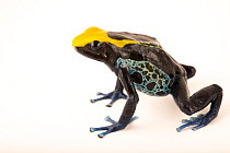 Dyeing poison dart frog (Dendrobates tinctorius) 'Brazilian Yellow Head' morph, portrait, Josh's Frogs. Captive, occurs in South America.