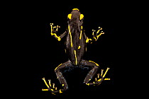 Dyeing poison dart frog (Dendrobates tinctorius) 'Alanis morph', portrait, Josh's Frogs. Captive, occurs in South America.