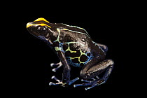 Dyeing poison dart frog (Dendrobates tinctorius) 'Alalapadu Cobalt' morph, portrait, Josh's Frogs. Captive, occurs in South America.