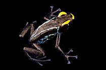 Dyeing poison dart frog (Dendrobates tinctorius)  'True Sipaliwini' morph, portrait, Josh's Frogs. Captive, occurs in South America.