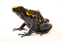Dyeing poison dart frog (Dendrobates tinctorius)  'Bakhuis' morph, portrait, Josh's Frogs. Captive, occurs in South America.