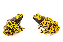 Two Yellow-banded poison dart frogs (Dendrobates leucomelas) 'fine spot' morph,sitting face to face,  portrait, Josh's Frogs. Captive, occurs in South America.