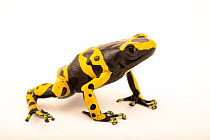 Yellow-banded poison dart frog (Dendrobates leucomelas) 'British Guyana' morph, portrait, Josh's Frogs. Captive, occurs in South America.