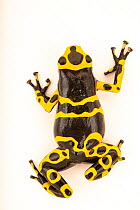 Yellow-banded poison dart frog (Dendrobates leucomelas) '1996 Import' morph, part of specific line of leucomelas that was imported to the United States in 1996, portrait, Josh's Frogs. Captive, o...