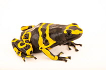 Yellow-banded poison dart frog (Dendrobates leucomelas) '1996 Import' morph, part of specific line of leucomelas that was imported to the United States in 1996, portrait, Josh's Frogs. Captive, o...