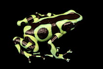 Green-and-black poison dart frog (Dendrobates auratus) 'Nicaraguan green and black' morph, portrait, Josh's Frogs. Captive, occurs in South America.