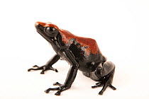 Splashback poison frog (Adelphobates galactonotus) 'red morph', portrait, Josh's Frogs. Captive, occurs in Amazon Basin, Brazil.