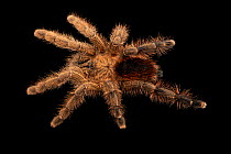 Tarapoto pinktoe tarantula (Avicularia merianae) portrait, Josh'sFrogs. Captive, occurs in Peru.