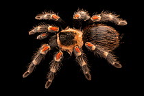 Mexican flameknee tarantula (Brachypelma auratum) portrait, Josh'sFrogs. Captive, occurs in Mexico.