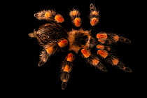 Smith's redknee tarantula (Brachypelma smithi) portrait, Josh'sFrogs. Captive, occurs in Mexico.