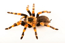 Smith's redknee tarantula (Brachypelma smithi) portrait, Josh'sFrogs. Captive, occurs in Mexico.