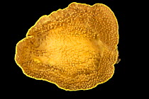 Disc coral (Duncanopsammia peltata) on black background, Fort Wayne Children's Zoo.