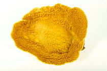 Disc coral (Duncanopsammia peltata) on white background, Fort Wayne Children's Zoo.