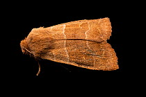Morrison's sallow moth (Eupsilia morrisoni) portrait, Deerwood, Minnesota, USA.