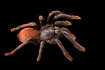 LSD earth tiger tarantula (Haploclastus devamatha) portrait, Josh'sFrogs. Captive, occurs in India.