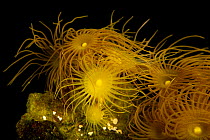 Yellow polyp coral (Hydrozoanthus gracilis) on black background, Indianapolis Zoo.