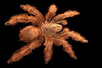Brazilian giant blonde tarantula (Nhandu tripepii) dorsal view, portrait, Josh'sFrogs. Captive, occurs in Brazil.