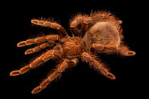 Ecuadorian pink tarantula (Pamphobeteus platyomma) dorsal view, portrait, Josh'sFrogs. Captive, occurs in South America.
