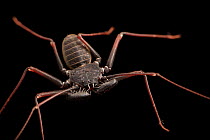 Arizona tailless whip scorpion (Paraphrynus carolynae) dorsal view, portrait, Josh'sFrogs. Captive, occurs in Mexico and southwestern USA.