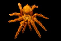 Usambara golden sunburst tarantula (Pterinochilus murinus) dorsal view, portrait, Josh'sFrogs. Captive, occurs in Africa.