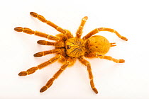 Usambara golden sunburst tarantula (Pterinochilus murinus) dorsal view, portrait, Josh'sFrogs. Captive, occurs in Africa.