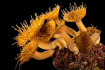 Toadstool leather coral (Sarcophyton sp.) on black background, Indianapolis Zoo. Captive.