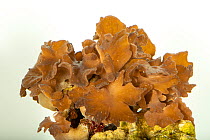 Cabbage leather coral (Sinularia brassica) on white background, Fort Wayne Children's Zoo. Captive.