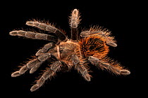 Mexican rose grey tarantula (Tliltocatl verdezi) portrait, Josh'sFrogs. Captive, occurs in Mexico.
