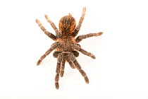 Mexican rose grey tarantula (Tliltocatl verdezi) dorsal view, portrait, Josh'sFrogs. Captive, occurs in Mexico.