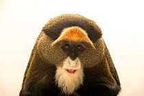 De Brazza's monkey (Cercopithecus neglectus) with mouth open, head portrait, Fort Wayne Children's Zoo. Captive, occurs in Africa.