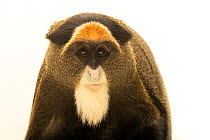 De Brazza's monkey (Cercopithecus neglectus) head portrait, Fort Wayne Children's Zoo. Captive, occurs in Africa.