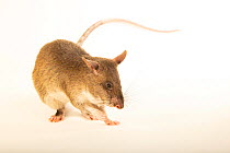 Southern giant pouched rat (Cricetomys ansorgei) portrait, Indianapolis Zoo. Captive, occurs in east and southern Africa.