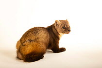 American marten (Martes americana) with tongue out, portrait, Indianapolis Zoo. Captive.