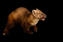 American marten (Martes americana) with mouth open, portrait, Indianapolis Zoo. Captive.
