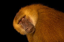 Guinea baboon (Papio papio) male, looking sideways, head portrait, Indianapolis Zoo.  Captive, occurs in western Africa.